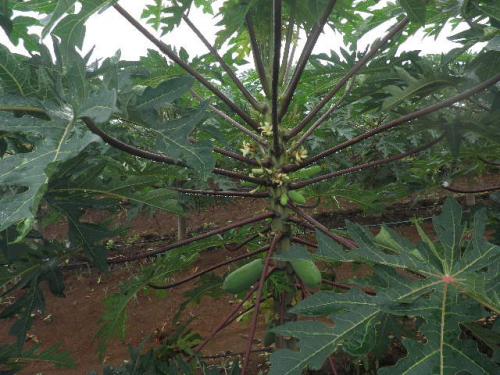 Papaya semillas Hibridas en su empaque origi - Imagen 3