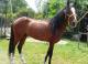 Vendo-caballo-de-paso-costarricense-cuatro-años-repicador