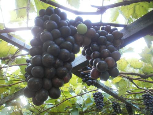 matas de uva negra resistente frio dos aÑ - Imagen 3