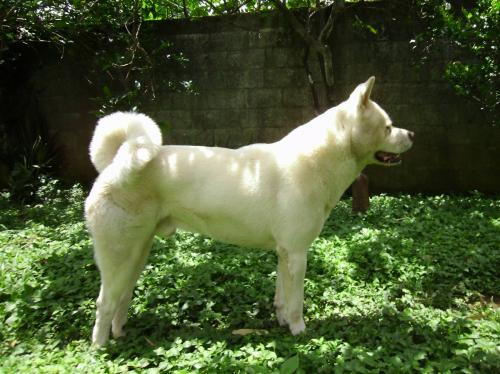 Perro Akita Japones macho blanco de 3 años  - Imagen 1
