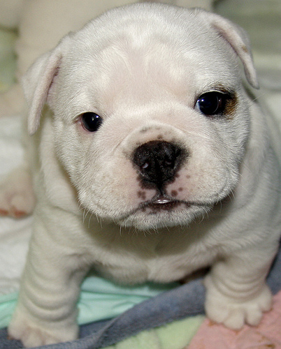 Bulldog  ingles tiene 8 meses de edad claro - Imagen 1