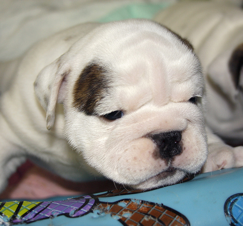 Bulldog  ingles tiene 8 meses de edad claro - Imagen 2