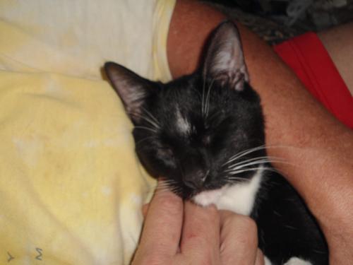 Regalo gato negro con blanco con ojos amarill - Imagen 3
