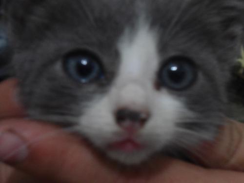 Regalo linda gata de tres meses castrada ojo - Imagen 1